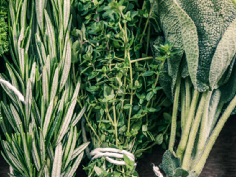 Harness the Power of Herbs to Stay Healthy