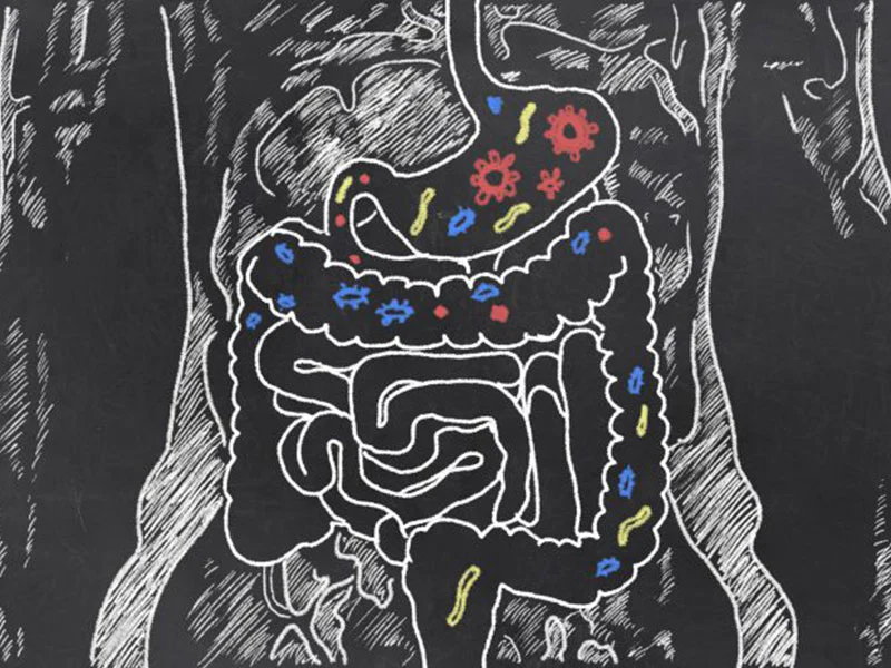 What is Gut Flora and How Does it Affect Your Health?