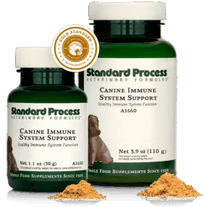 Canine Immune System Support | Wholebody Solutions Canine Immune System Support
